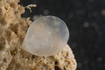 Media type: image;   Invertebrate Zoology 60885 Description: Digital photograph of specimen in life.;